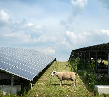 Pecore che mangiano senape nel parco solare di Gelderland, Paesi Bassi
